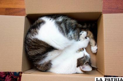 Cuando un gato se mete a la caja tiene que “hacerse una bolita” y le ayuda a mantener el calor /PINTEREST