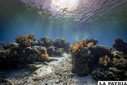 Los bloqueadores están orillando a los corales a liberar más toxinas /GETTY IMAGES