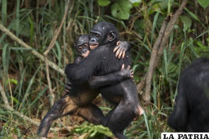 Par de bonobos adultos abrazándose en el Santuario de Lola Ya Bonobo de la República Democrática del Congo /GETTY IMAGES