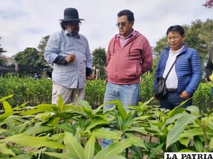 El ministro, Remmy Gonzales, verifica la producción de palta en el municipio de El Torno /ABI