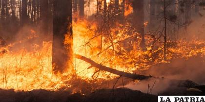 Los incendios afectaron el área productiva /Fluencecorp