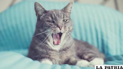 Por este fenómeno, se suele decir que los felinos huelen por la boca. Se trata de una forma de analizar su entorno en profundidad /Getty