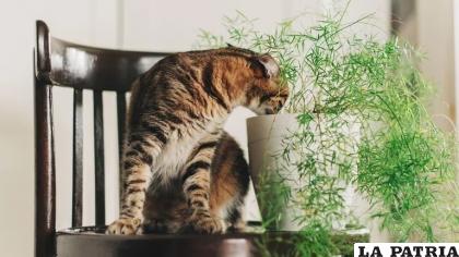 Esta característica les permite a los felinos conectarse con el entorno /Getty