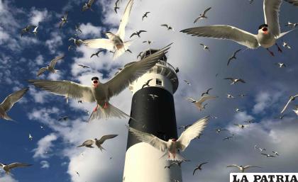 En riesgo gran cantidad de aves /nuestroclima.com
