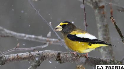 Las aves son importantes para el ecosistema /American Bird Conservacy
