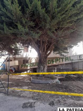 Autoridades aseguraron la preservación de los árboles mientras dure la demolición /LA PATRIA