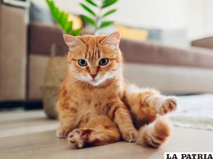 Los gatos pueden reconocer sus nombres /Istock

