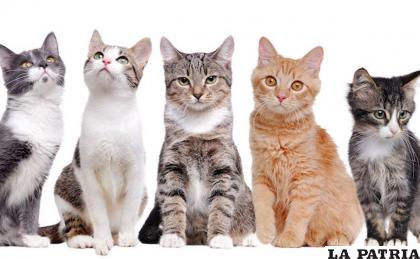 Los gatos hogareños son los más capaces de reconocer a sus compañeros /RRSS