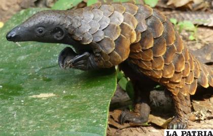 Este animal es muy llamativo /RRSS
