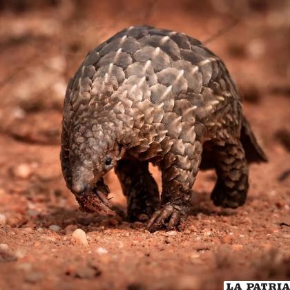 Este animal es difícil de estudiar /RRSS
