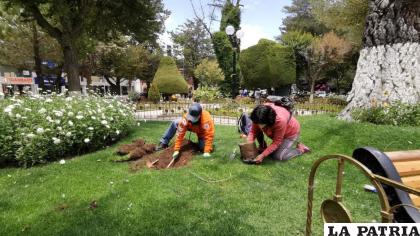 Buscan realizar catastro del arbolado urbano en Oruro /LA PATRIA