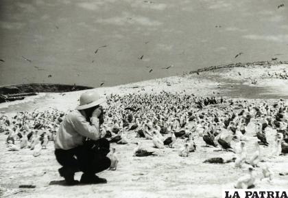Durante milenios, las aves marinas habían depositado sus excrementos ??unos 45 gramos por día de pájaro?? en las islas e islotes de Perú /Wikimedia Commons
