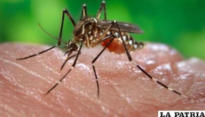 La chikungunya es una enfermedad transmitida por mosquitos 
/Archivo Internet