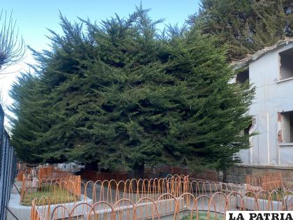 Un hermoso árbol ??aún sonríe? en las afueras del Hospital General /LA PATRIA