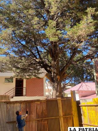 Los árboles en el colegio son de data antigua /LA PATRIA
