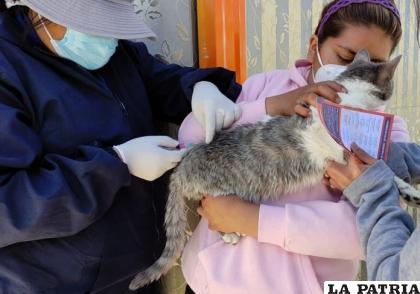 Los felinos también recibirán la dosis antirrábica /Archivo LA PATRIA