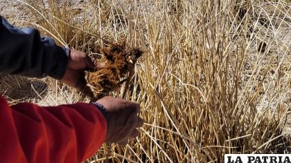 Identifican totoras pigmentadas en al menos tres puntos de Puñaca /LA PATRIA
