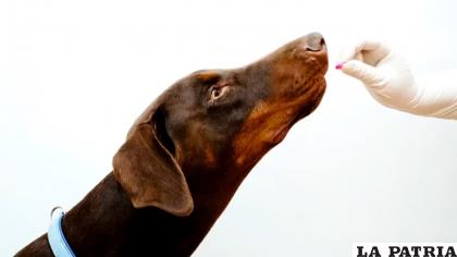 Muchos medicamentos para humanos son tóxicos para las mascotas /RRSS