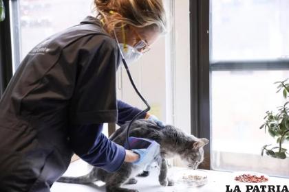 Automedicar a un gato puede traer graves consecuencias, incluso la muerte 
/REUTERS - Caitlin Ochs