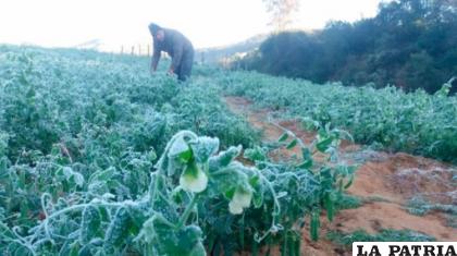 Cultivos de frutas y verduras fueron afectadas por las bajas temperaturas /ANF