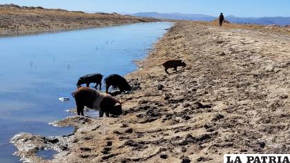Pobladores de Puñaca enuncian que sus animales beben agua contaminada con minerales /LA PATRIA 