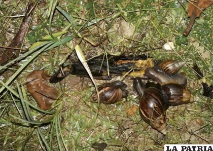 Ejemplares de caracol de gigante africano encontrados en el municipio de Santa Cruz /Senasag