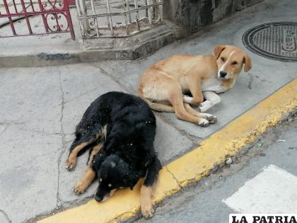 Canes sufren por las bajas temperaturas /LA PATRIA ARCHIVO