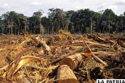La deforestación es un tema serio en el país / elpais.bo

