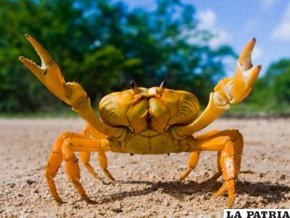 La mayoría de las especies de cangrejos caminan de lado /RRSS
