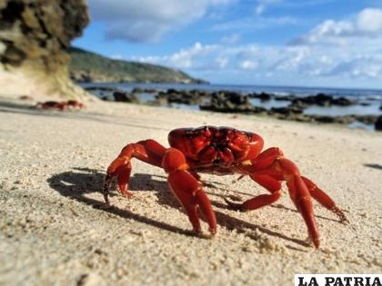 De lado pueden avanzar mejor que de frente o hacia atrás /Nat Geo