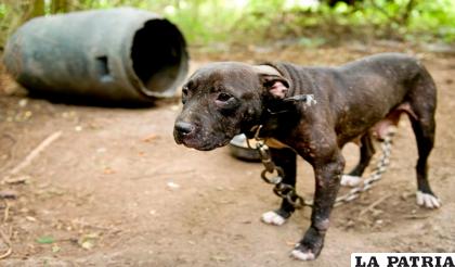La modalidad del sparring canino se está volviendo cada vez más frecuente en Perú /