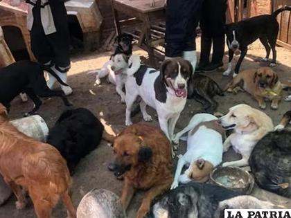Los perros son sometidos a una serie de entrenamientos severos. /Canal N