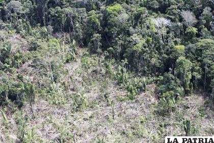 Deforestación en Amazonía brasilera se incremento en un 144 por ciento