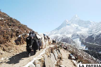 Los yaks animales de carga para ayudar a transportar equipajes durante el ascenso al nevado