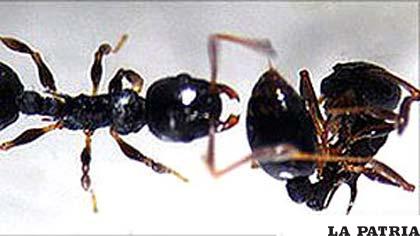 Las hormigas muerden a las invasoras hasta matarlas