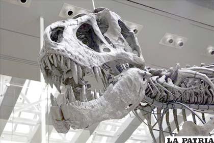 Fotografía de los fósiles de un tiranosaurio perteneciente a una de las mayores exposiciones del mundo sobre estos animales prehistóricos