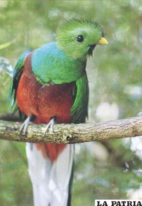 El quetzal es un ave de tamaño mediano con plumaje verde iridiscente en el dorso