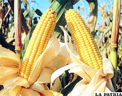 El maíz es uno de los productos genéticamente modificados que más abunda en el mercado