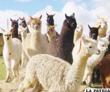 Oruro es considerado como principal productor de camélidos