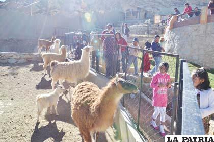 Animales de altura en un “zoo de altura”
