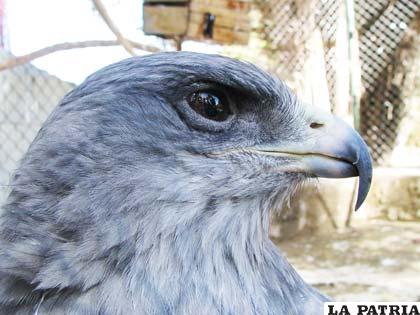 Mirada de águila