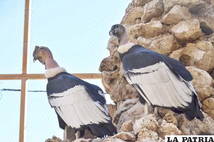 El cóndor, un emblema boliviano, otro animal de altura