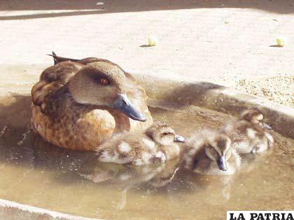 Una familia de patos, en el zoo orureño