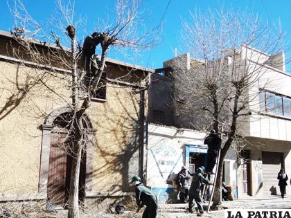 Trabajadores del municipio podan los árboles de la ciudad