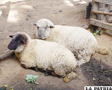 Senasag iniciará segunda campaña de vacunación a ovinos de Toledo en septiembre