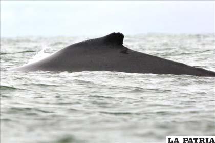 Una de las cien ballenas jorobadas que realizan su “peregrinación” anual hasta las cálidas aguas del Pacífico colombiano