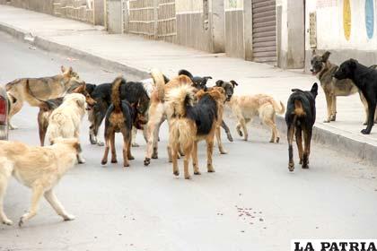 En Oruro se detectaron casos de rabia canina