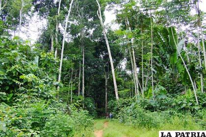 La batalla para evitar la deforestación se está perdiendo