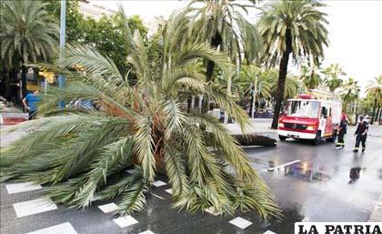 Bomberos retiran las palmeras caídas en el paseo de Colón, en Barcelona, tras el aguacero caído en la ciudad condal
