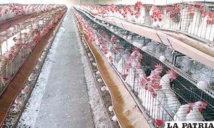 La influenza aviar mata a 200,000 aves en tres granjas de Jalisco /cmi.com.co